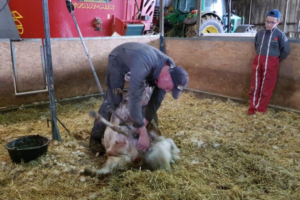 Cette année, Didier Pochelu tond seul ses brebis