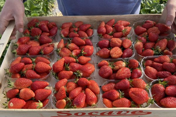 En Dordogne, la récolte des fraises a commencé il y a un mois. 