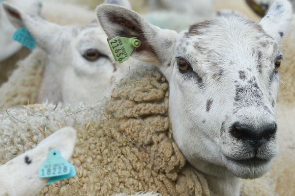 photo d'illustration- Des moutons qui ne sont pas ceux maltraités qui viennent d'être exfiltrés par la préfecture de l'Orne et la fondation BB