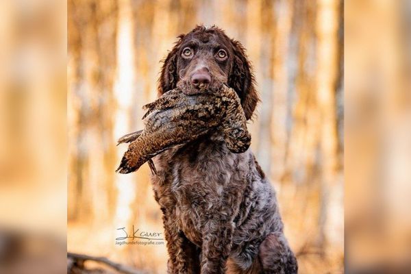 Un élevage d'épagneuls de Pont-Audemer tente de préserver cette race de chien en voie de disparition.