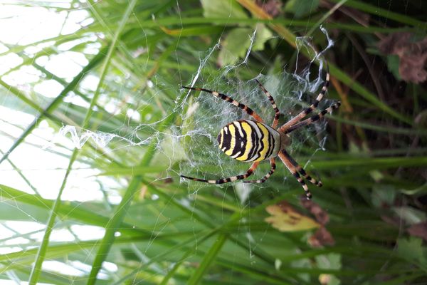 C'est cette araignée, l'argiope frelon, que les franc-comtois sont invités à chercher dans leurs jardins et leur environnement