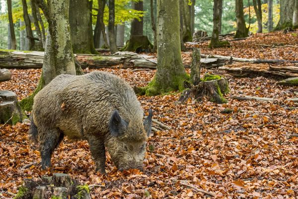 L'incident a eu lieu sur la commune de Châteauponsac.