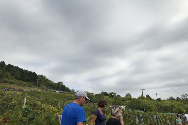 Les vendanges ont commencé à La Neuveville-sous-Montfort, samedi 5 septembre. Elle donneront le vin bleu et le gris fruité. 