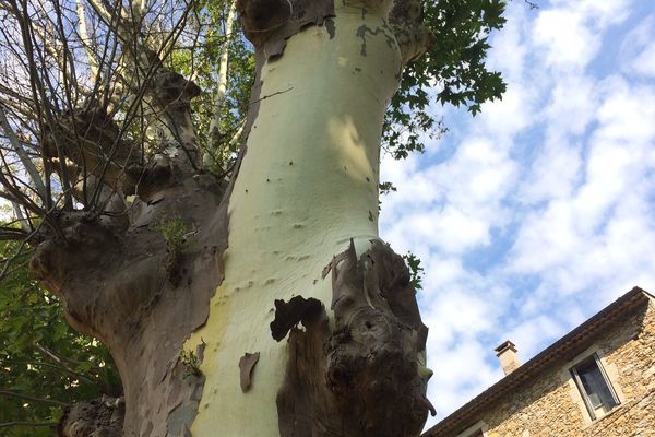 Les platanes se situent le long de la départementale 25