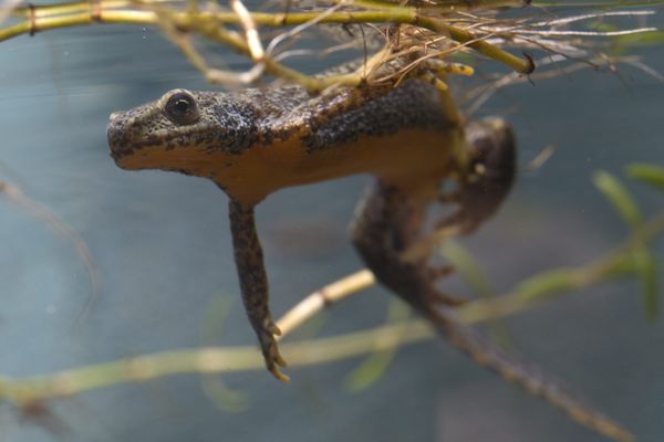 Un triton alpestre, espèce protégée .... (image prétexte)