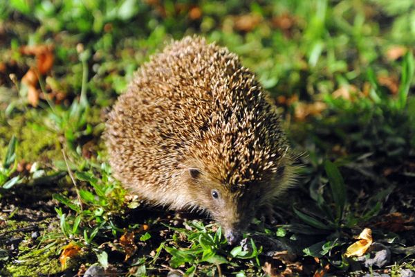 Les hérissons sont de plus en plus rares. France Nature Environnement lance une étude pour les recenser autour de Besançon et Belfort.