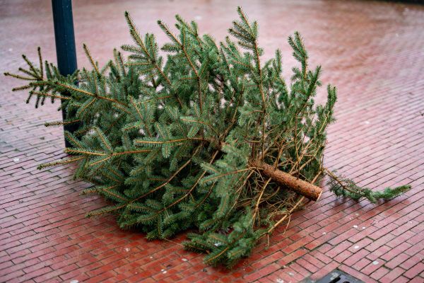 Les fêtes de Noël sont maintenant terminées et les cadeaux ont tous été distribués. Les sapins vont bientôt quitter nos appartements et maisons pour vivre une seconde vie. On voit ce qui est proposé en Auvergne.