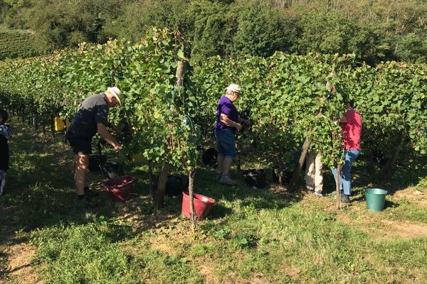 C'est parti pour les vendanges. Ce mercredi, les viticulteurs et saisonniers ont donné leurs premiers coups de sécateur dans les parcelles dédiées au crémant, comme ici sur le domaine d'Eric Debenath, à Westhalten.