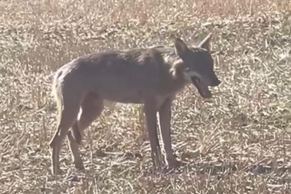 L'animal n'était pas agressif selon les témoins et a fait face "au moins 20 minutes" à ses observateurs entre Onans et Geney.