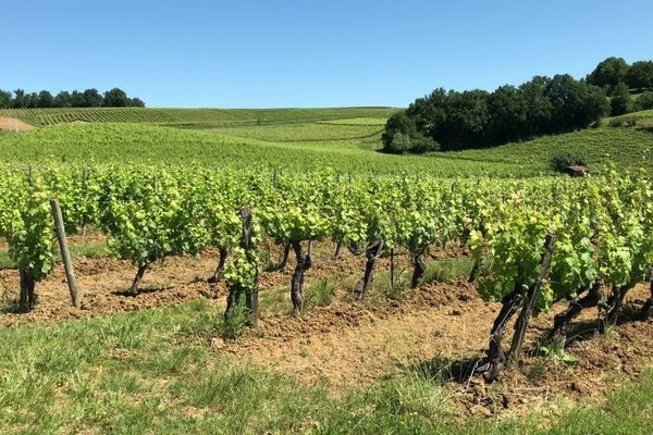 Inquiétudes réelles dans le vignoble Gaillacois pour l'après coronavirus.