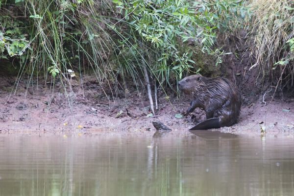 Le castor est une espèce protégée en France : des mesures de protection ont été prises dès 1909.