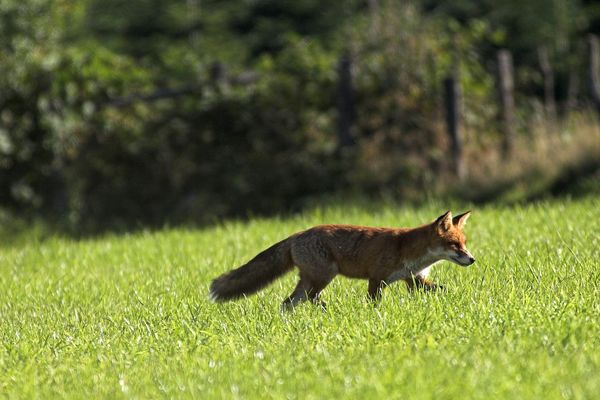 Le renard fait partie des "espèces susceptibles d'occasionner des dégâts".