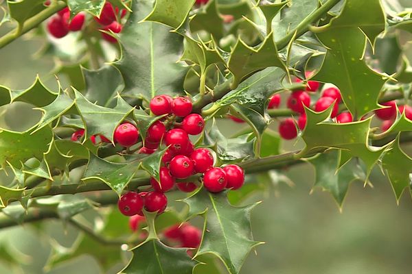 La récolte du houx en forêt de Retz est autorisée une fois dans l'année.