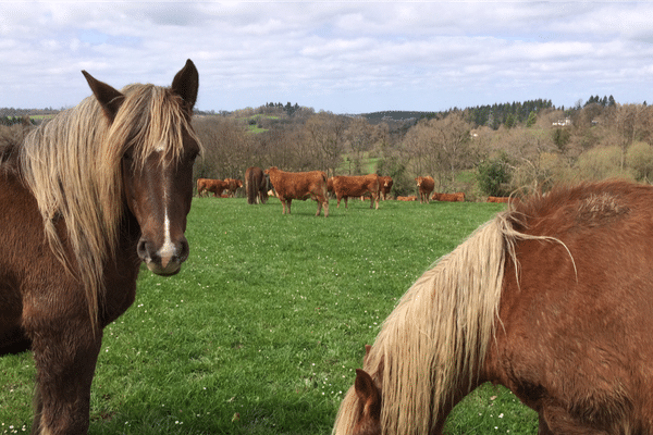 Chevaux de trait et limousines en Creuse. 