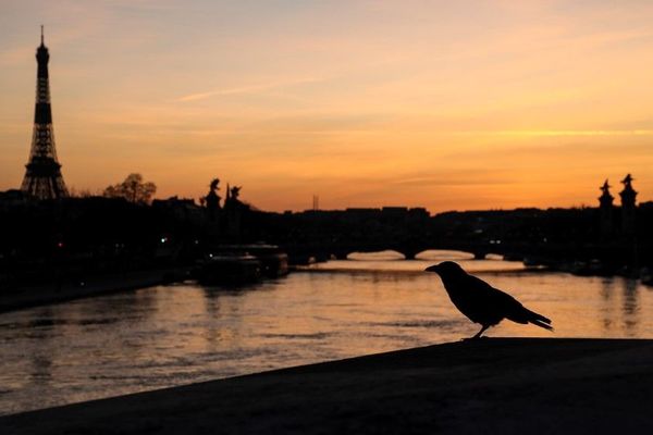 Un oiseau sur le pont de la Concorde, au-dessus de la Seine, le 18 mars dernier à Paris, au deuxième jour du confinement.