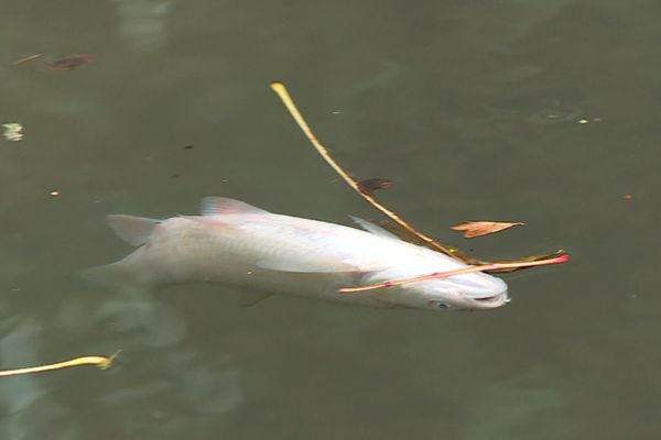 Des centaines de poissons avaient été retrouvés morts dans le Thérain, fin octobre 2022. En cause, la fuite d'une cuve d'engrais liquide sur une exploitation agricole près de Songeons suite à la tempête survenue dans la région.