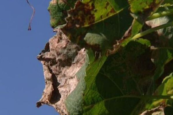 Le mildiou se caractérise par des taches brunes sur les feuilles de la vigne.