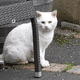 A Fontevraud l'Abbaye, des habitants se plaignent du nombre de chats errants.