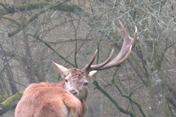 Le cerf brun du Moulin de Poyaller n'a plus qu'n seul bois ! 