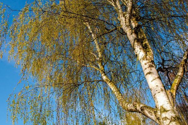 Les pollens de bouleau sont très nombreux en ce moment. 