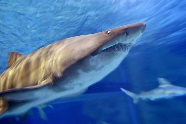 Un requin dans un aquarium - Image d'illustration