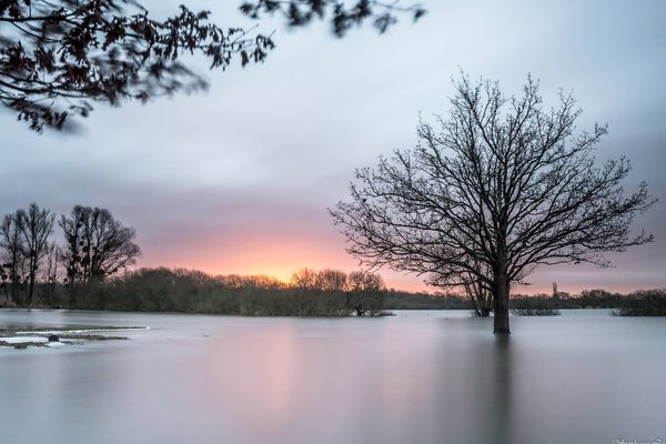 Arbres immergés au Lac de Grand Lieu