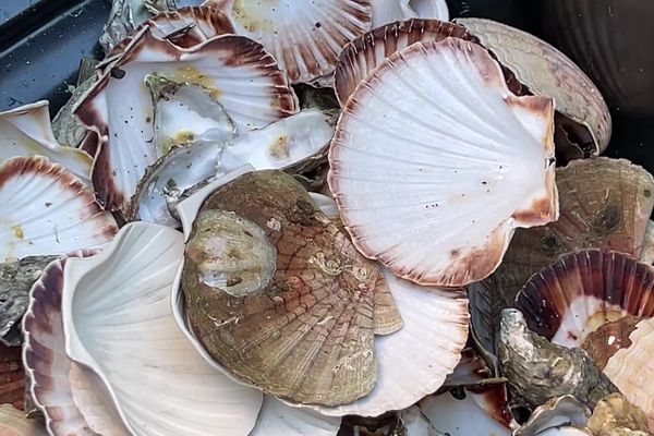 Les coquilles sont jetées dans des bennes avant d'être broyées et recyclées.