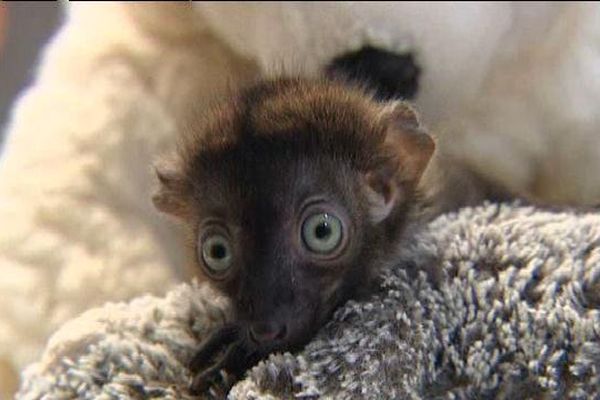 Mawu est le troisième lémuriens à naître au zoo cette année