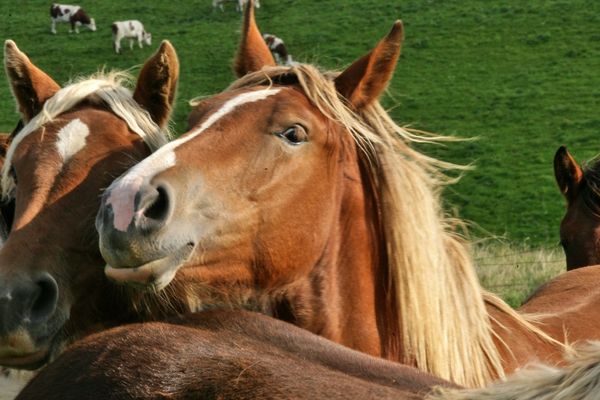 Des chevaux de trait de race comtoise