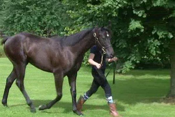 A Survie, dans l'Orne, Anna Drion préparent les yearlings pour les ventes de Deauville.