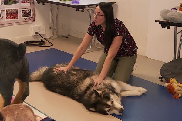 Cette formation montre, par exemple, comment effectuer des massages cardiaques sur ses animaux.