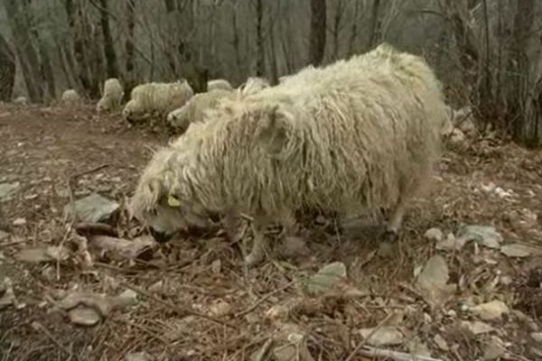 Les brebis se nourrissent dans les châtaigneraies, l'hiver, en Lozère