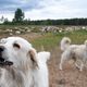 les chiens de protection sont chargés de veiller sur les troupeaux en alpage pendant la saison estivale - image d'illustration