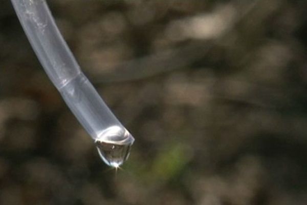 La sève de bouleau, liquide et transparente comme de l'eau