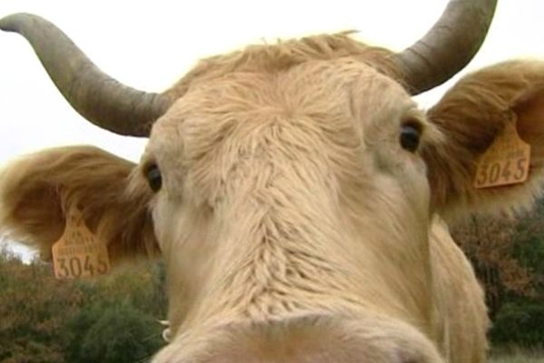 Excédé par le bruit des cloches de vache, un riverain a porté plainte.