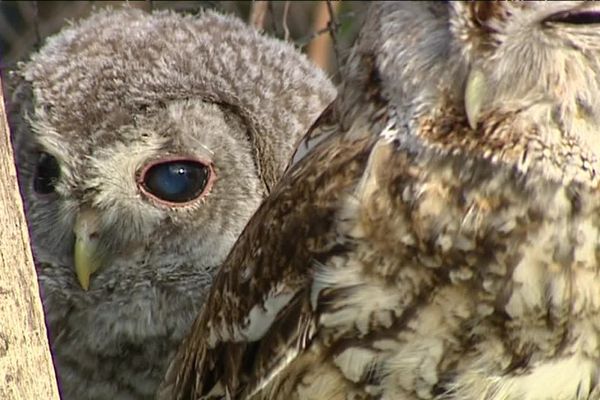 Les deux chouettes recueillies par le centre seront relâchées dans la nature.