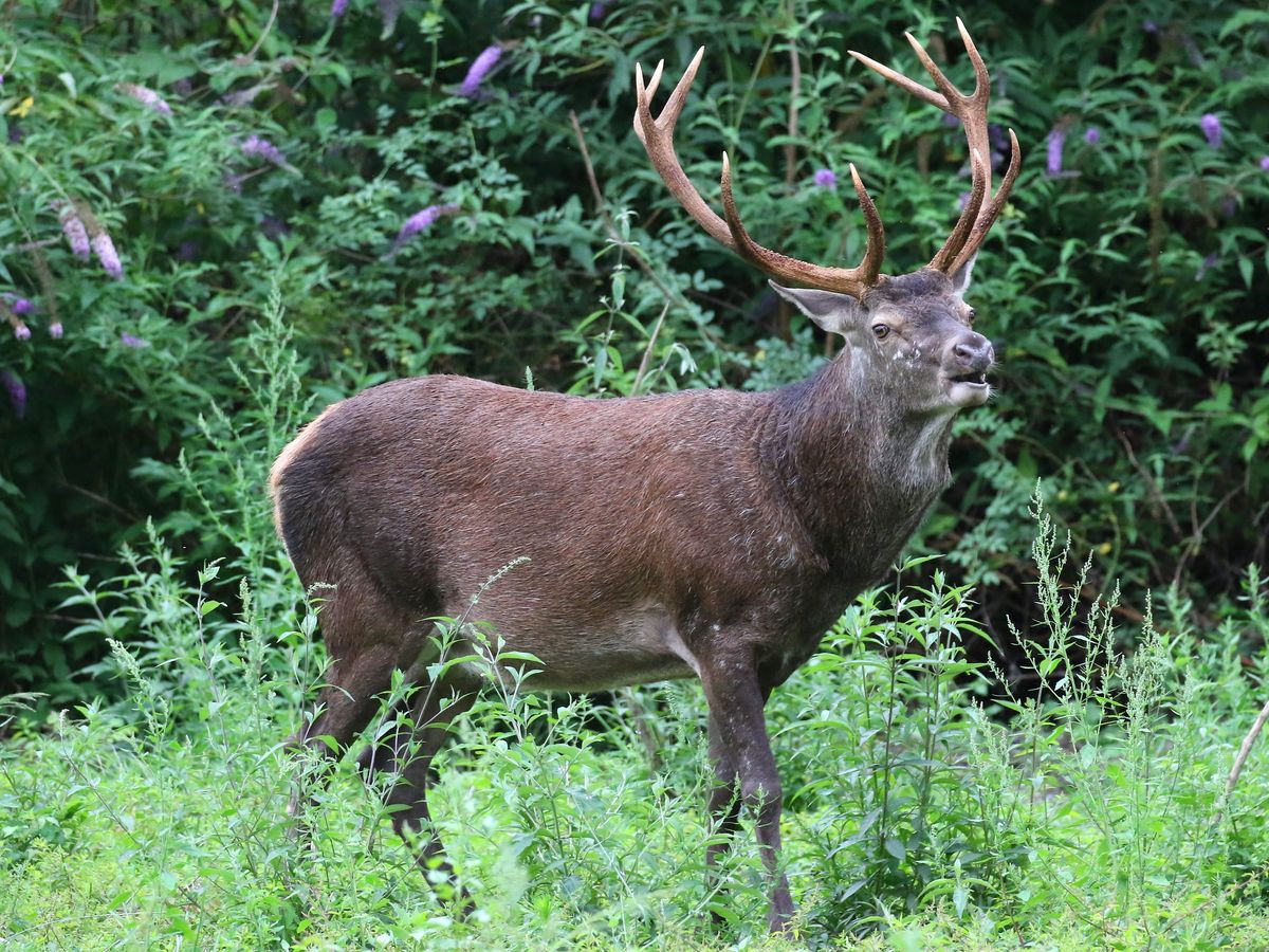 Les Cerfs Refugies Chez Luc Besson Continuent D Attirer Les Foudres Les Agriculteurs Demandent Une Campagne D Abattage