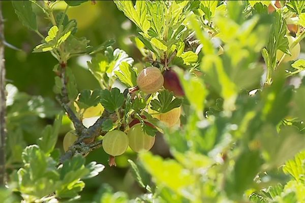 Ce jardin citadin offre fleurs, fruits et légumes à ses propriétaires. 