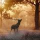 Le cerf est un grand mammifère ruminant des forêts, de la famille des cervidés, et caractérisé par sa large ramure.