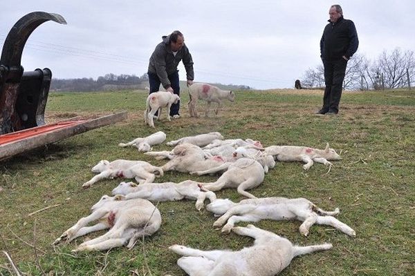 Déjà en 2011, des agneaux avaient été attaqués par des oiseaux à Artigat