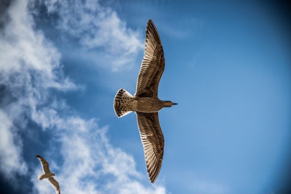 Mouette