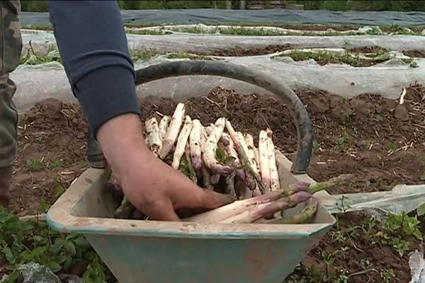 L'asperge blanche du Tarn-et-Garonne