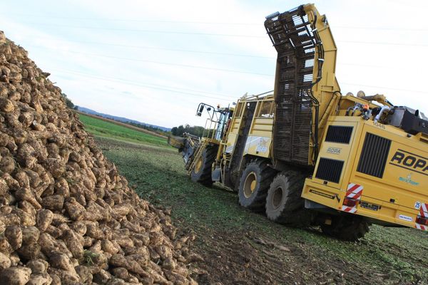 L'heure du bilan : la filière de la betterave a limité la casse en 2013.