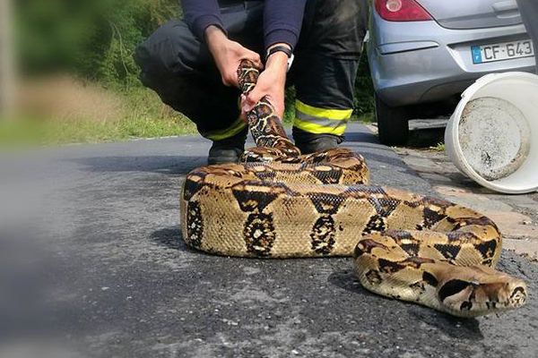 Le Boa a pu être récupéré dans une poubelle. 