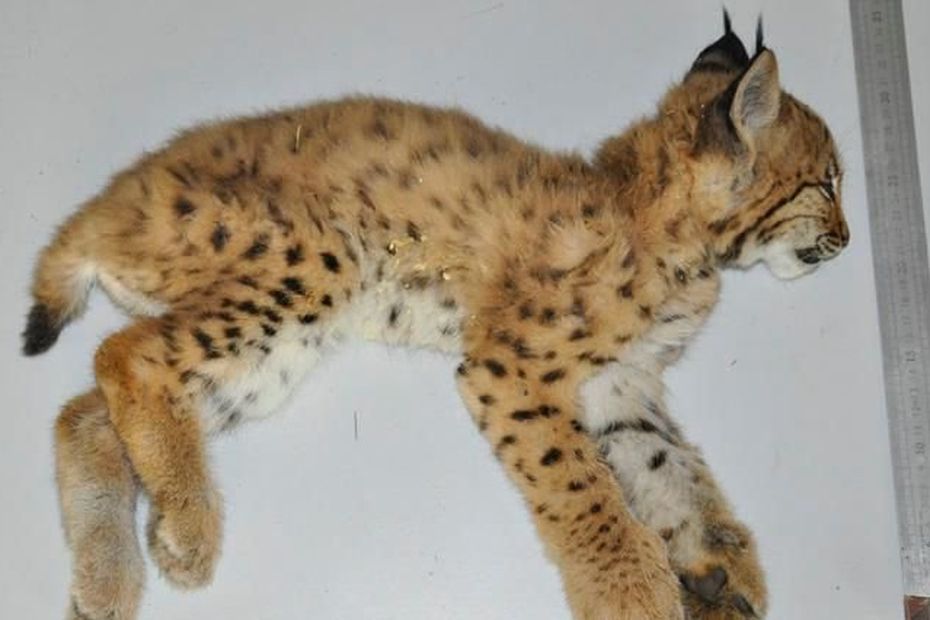 Saint Pierre L Un Des Bebes Lynx Orphelins Retrouve Mort D Epuisement