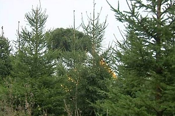 A Sacquenville dans l'Eure, 40 hectares d'épicéas sont cultivés chez ce producteur.