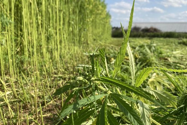 Pour la 3e année consécutive, la récolte de plusieurs hectares de chanvre est réalisée par la coopérative linière du Nord de Caen sur la commune de Saint-Manvieu-Norrey (14)