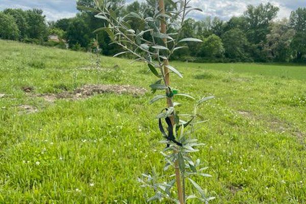 Une agricultrice d'Auvergne tente la culture d'oliviers.