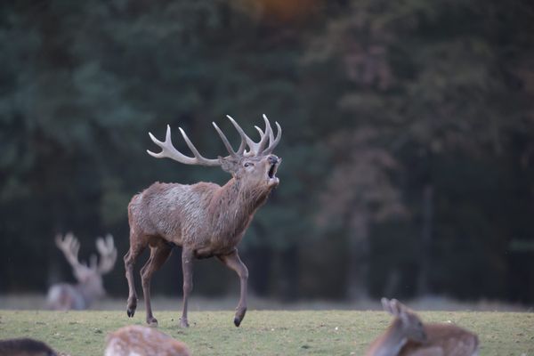 L'automne venu, la quête du brame du cerf attire de nombreux randonneurs. Mais quelques règles sont à respecter.