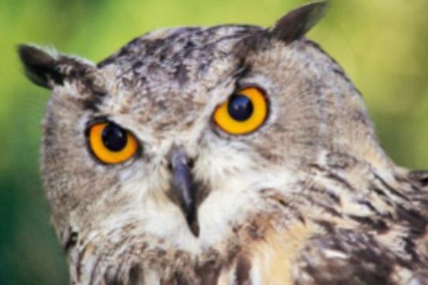 Le Hibou grand-duc appelé aussi Grand-duc d'Europe (Bubo bubo) est une espèce de rapaces nocturnes